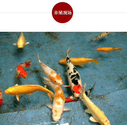 谈球吧体育app
