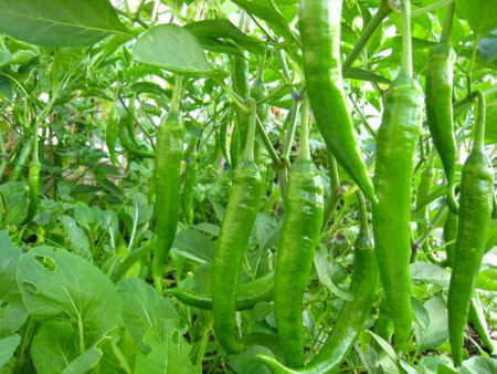 谈球吧体育app:十大贵重欣赏鱼排行榜